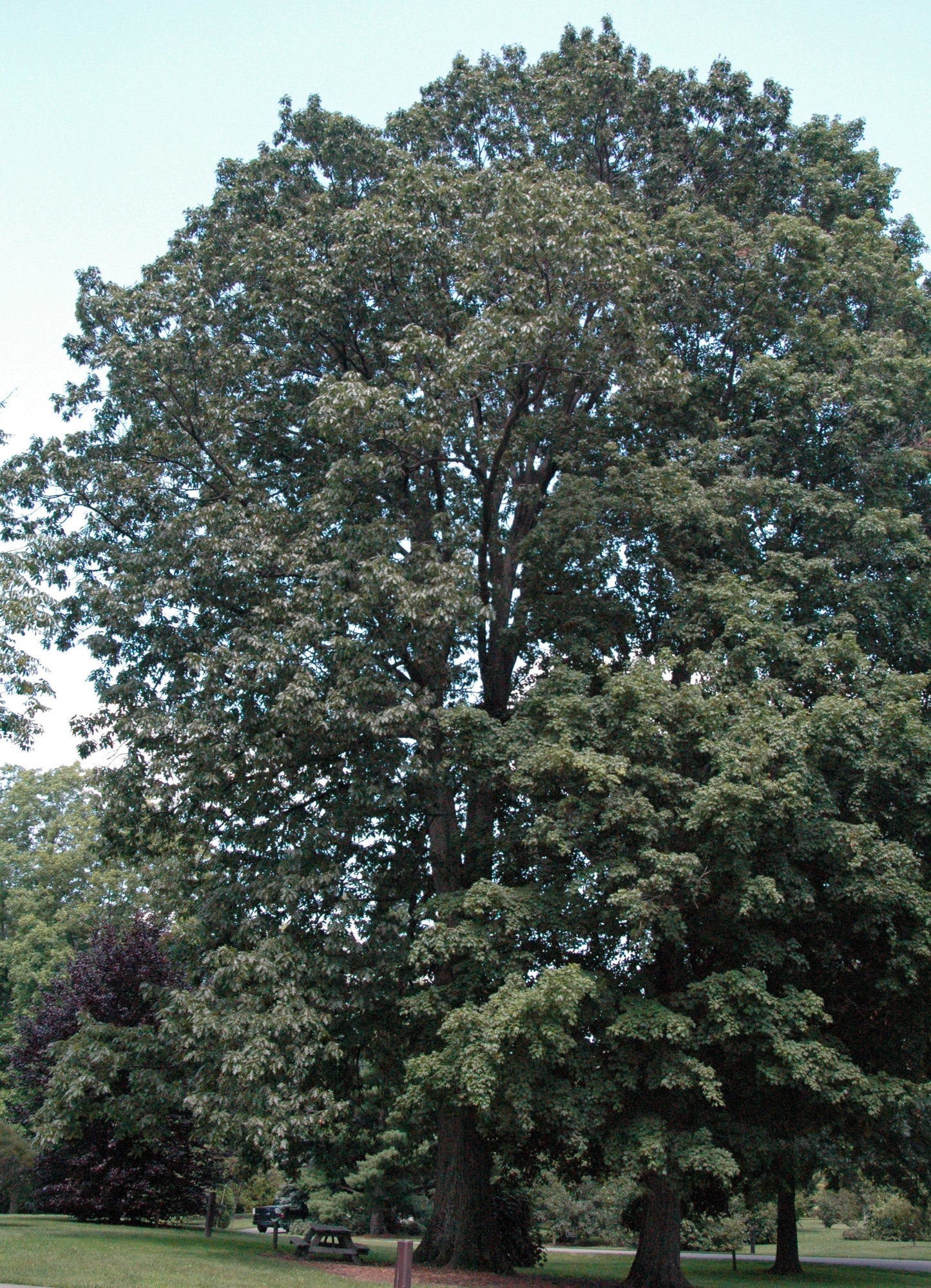 mature tree