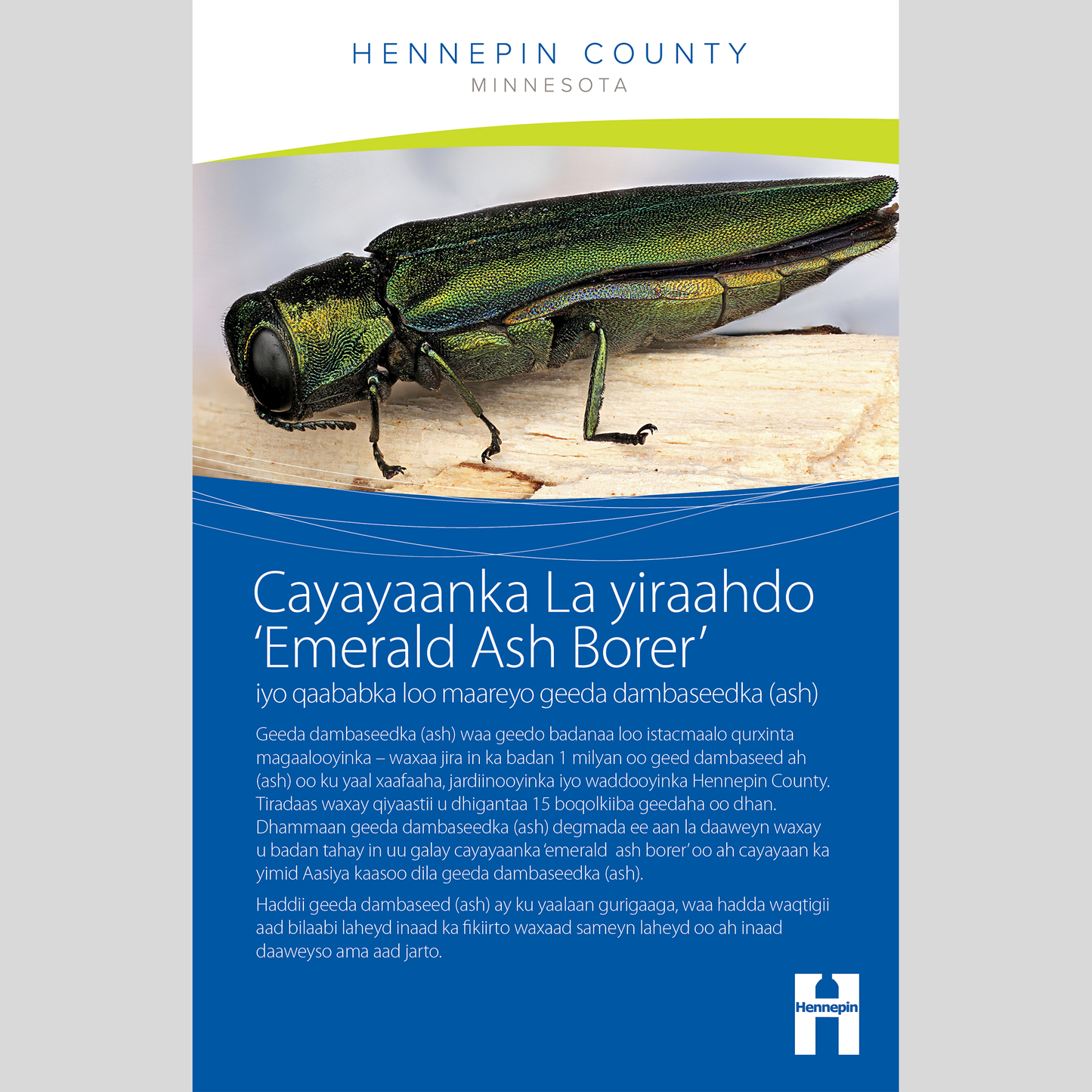 Emerald ash borer and options for managing ash trees booklet