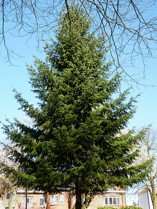 Douglas fir tree at full growth height