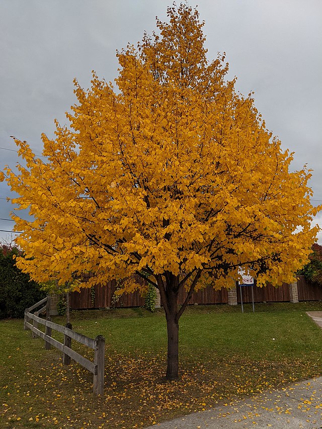 mature tree