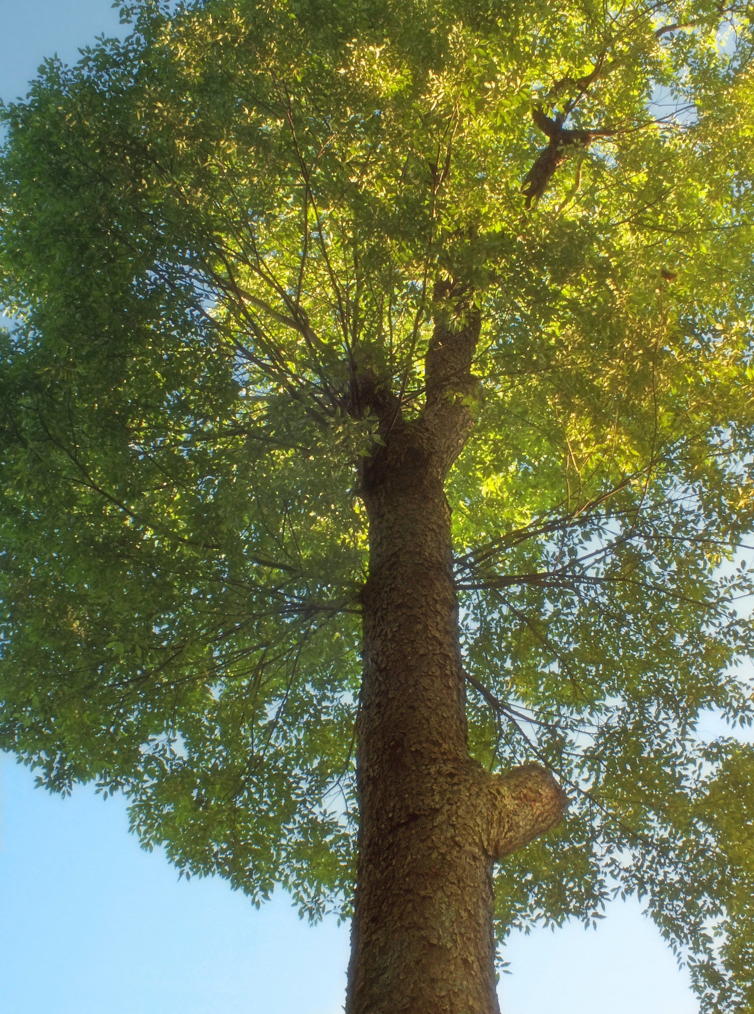 mature tree