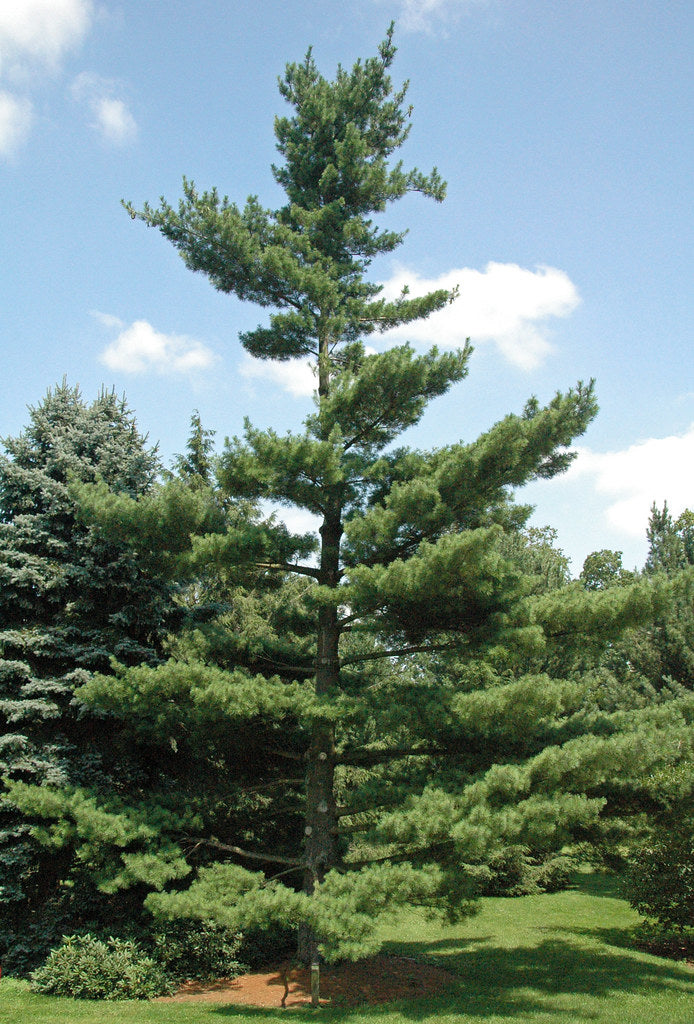 mature tree