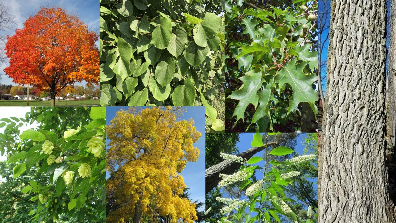 mature tree