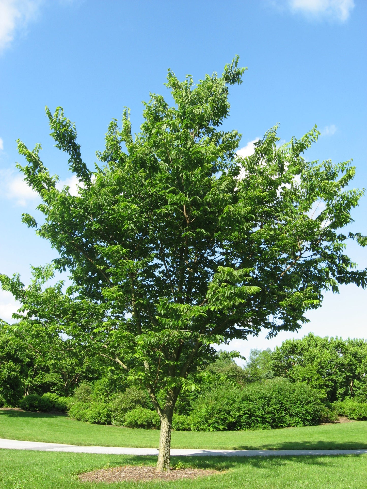 mature tree