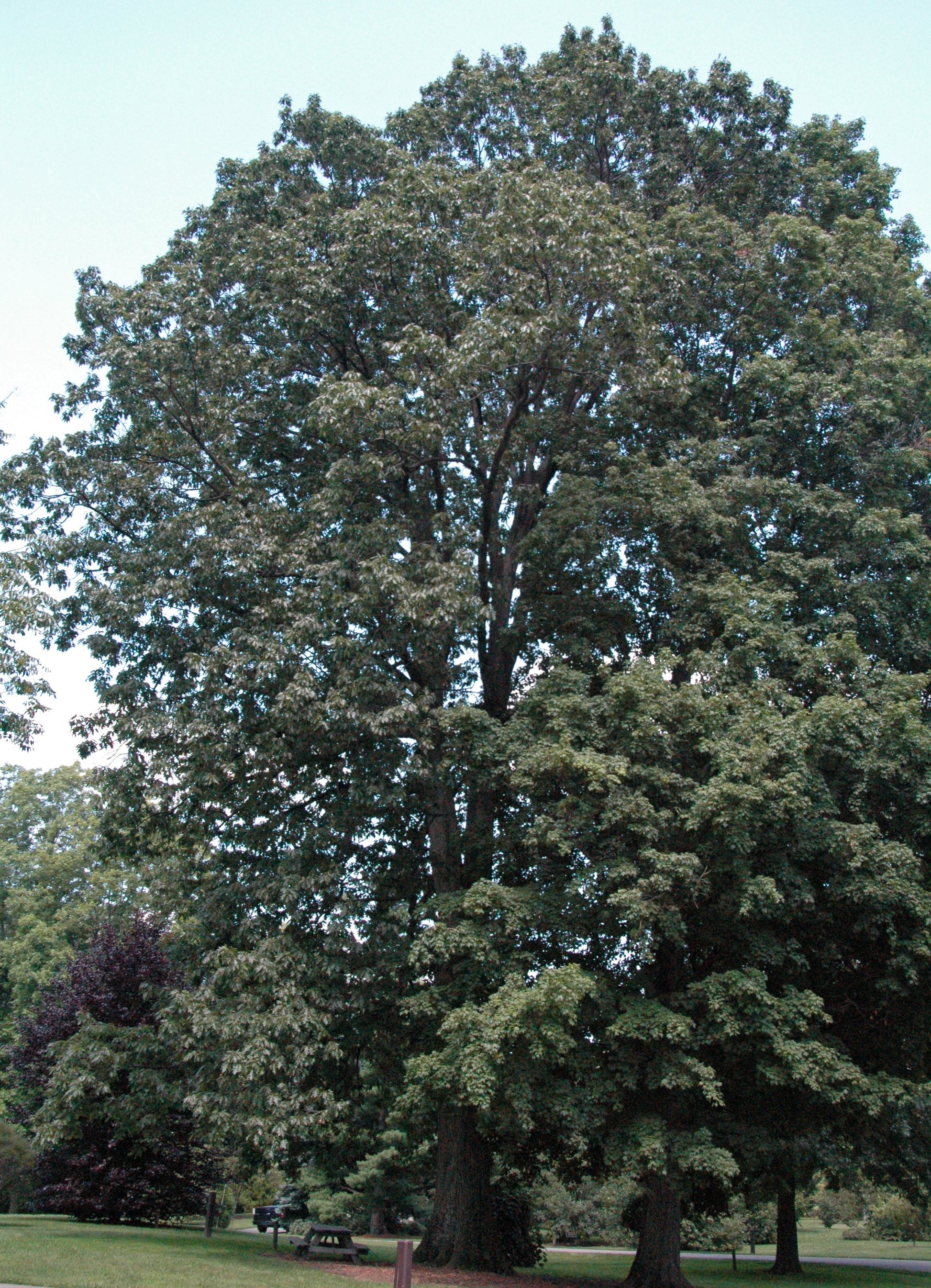 mature tree