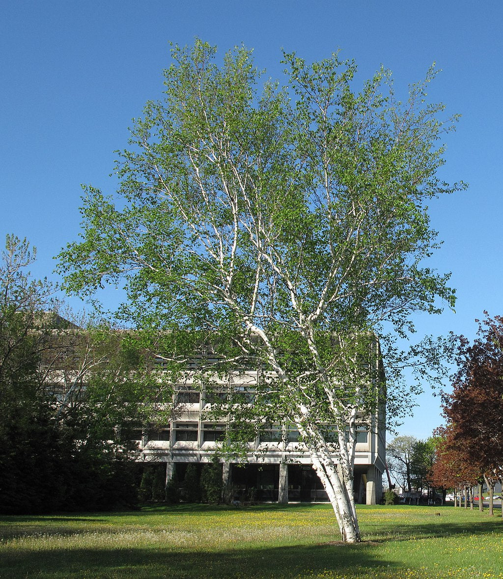 mature tree