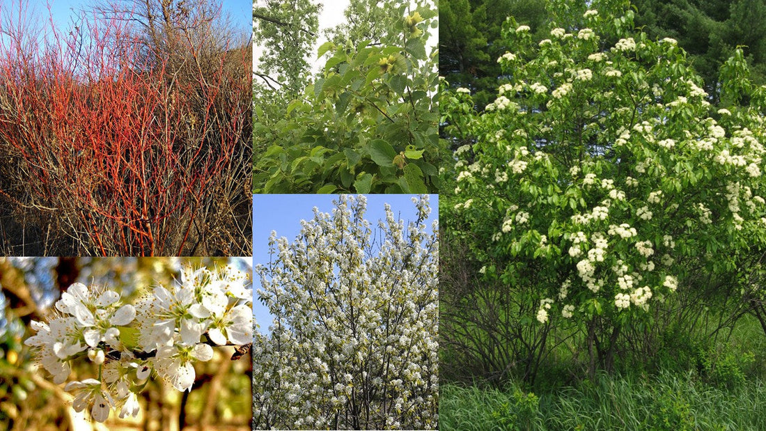 Pollinator shrub mix – Environmental materials