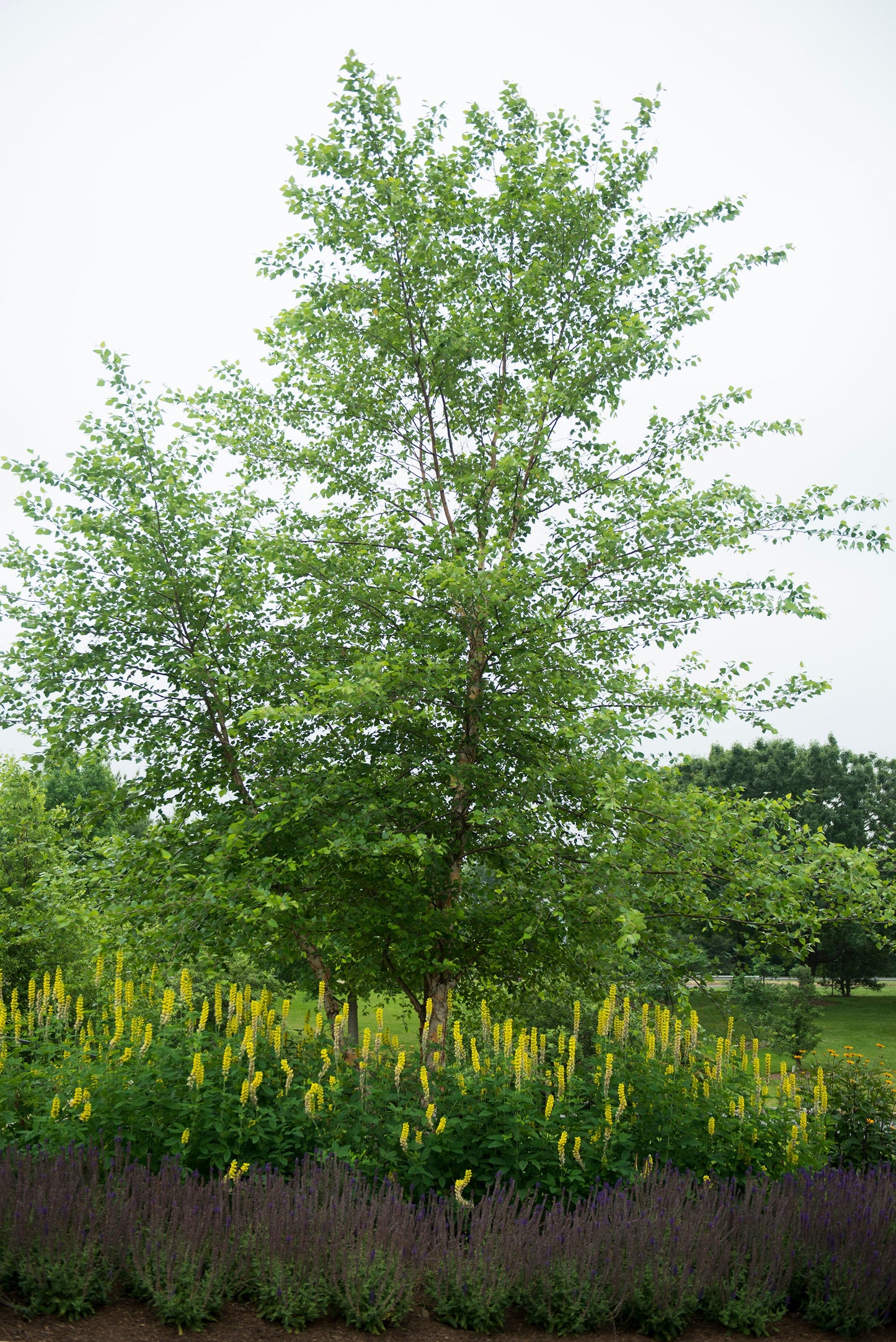 mature tree