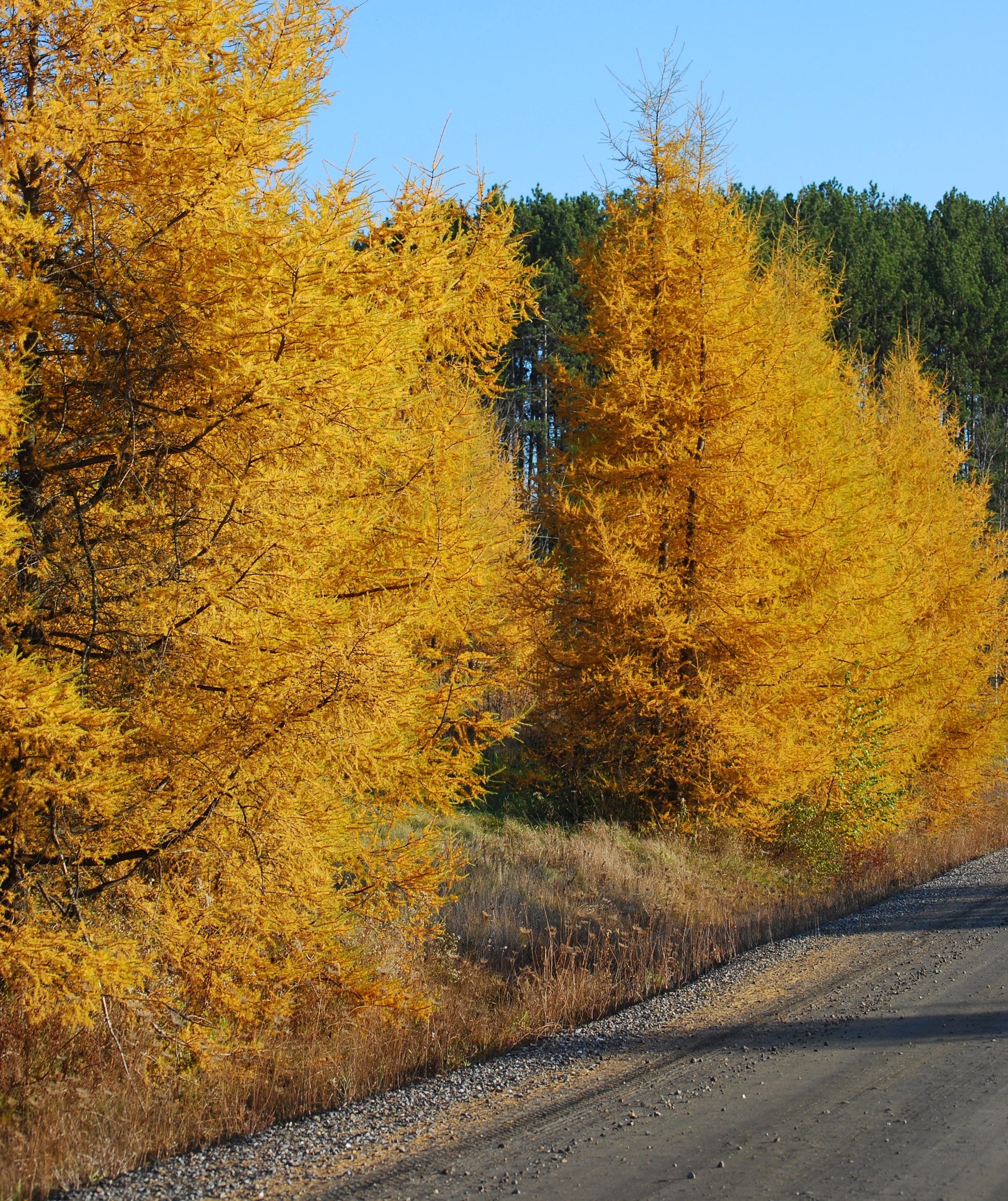 mature tree